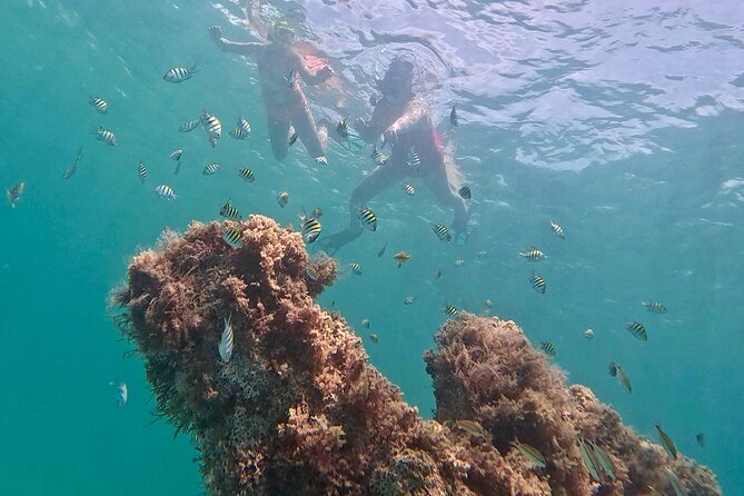 Hollywood Snorkel, Kayak & Paddleboard with Reefs and Sculptures - Your 2.5-Hour Plan: Paddle or Kayak, Then Snorkel the Sculpture Reef