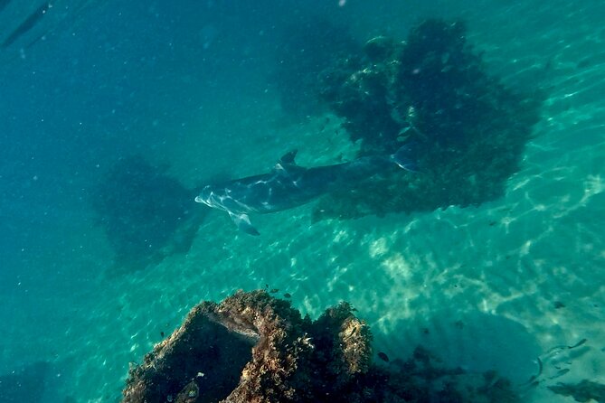 Hollywood Snorkel, Kayak & Paddleboard with Reefs and Sculptures - Price and Value: Is $89 Worth It?