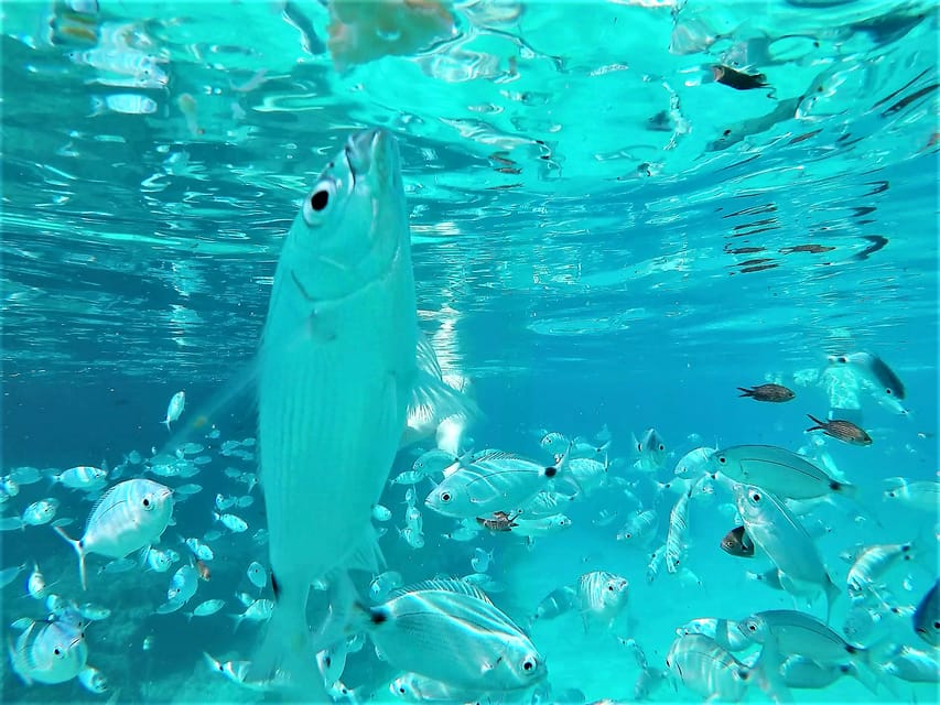 Ibiza: Snorkeling and SUP Paddle, Beach and Cave Tour - West-Coast Coves With Snorkel and SUP
