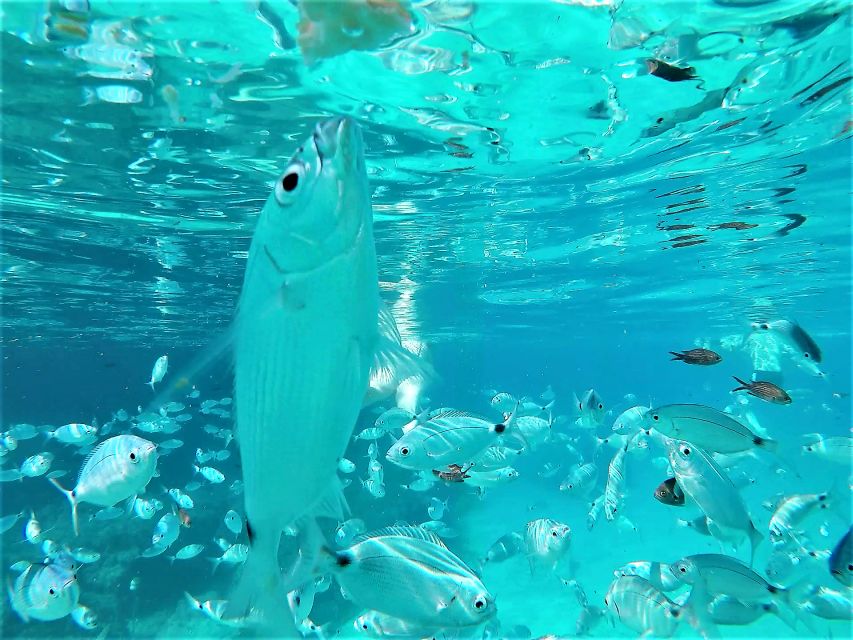 Ibiza: Snorkeling and SUP Paddle, Beach and Cave Tour - Stop One at Cala Bassa: Turquoise Water and Rock-Cave Snorkeling