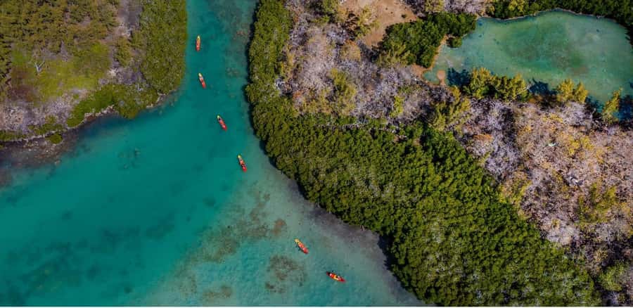 Ile d Ambre Kayaking - Paddling in the Mangroves: What You’ll Actually Notice