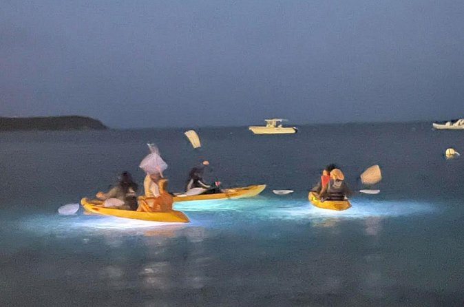 Illuminated Night Kayaking at the Elysian Resort - Underwater Lighting and Sea Life: What You Can Actually Expect