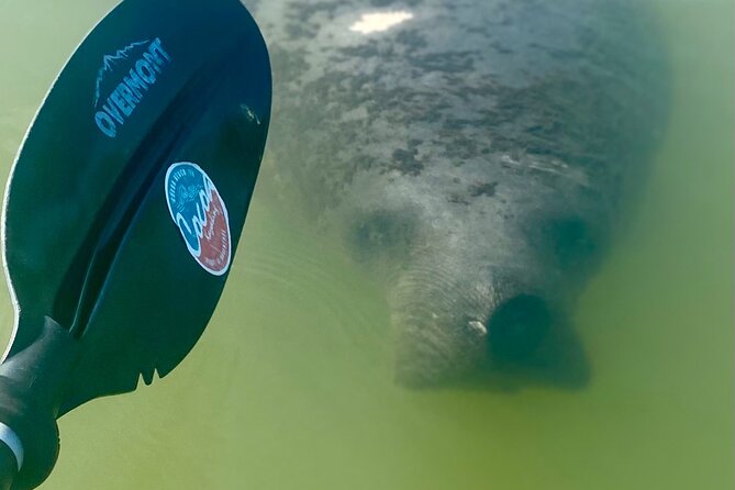 Indian River Clear Bottom Kayak or Paddleboarding Manatee and Dolphin Tour - Guides Who Actually Improve Your Chances (Captain Mike, Tom, Troy)