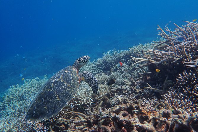 Iriomote Island 1-Day Snorkeling & Mangrove SUP or Canoe - Why Iriomote feels calmer than the open sea