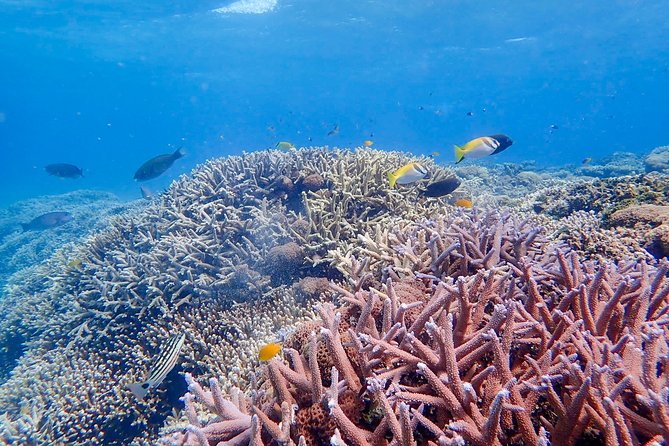 Iriomote Island 1-Day Snorkeling & Mangrove SUP or Canoe - Price and value: $99.10 isn’t just for snorkeling