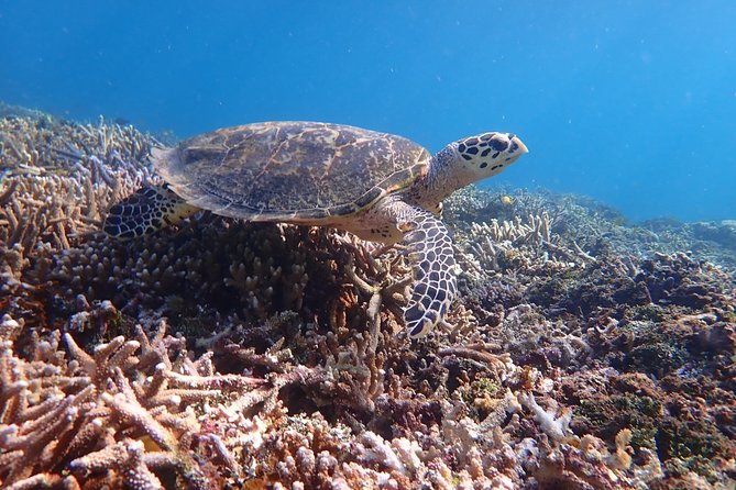 Iriomote Island 1-Day Snorkeling & Mangrove SUP or Canoe - Safety and weather: rain is allowed, unsafe conditions are not