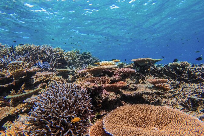 Iriomote Island 1-Day Snorkeling & Mangrove SUP or Canoe - Getting there: meeting point, pickup limits, and group size