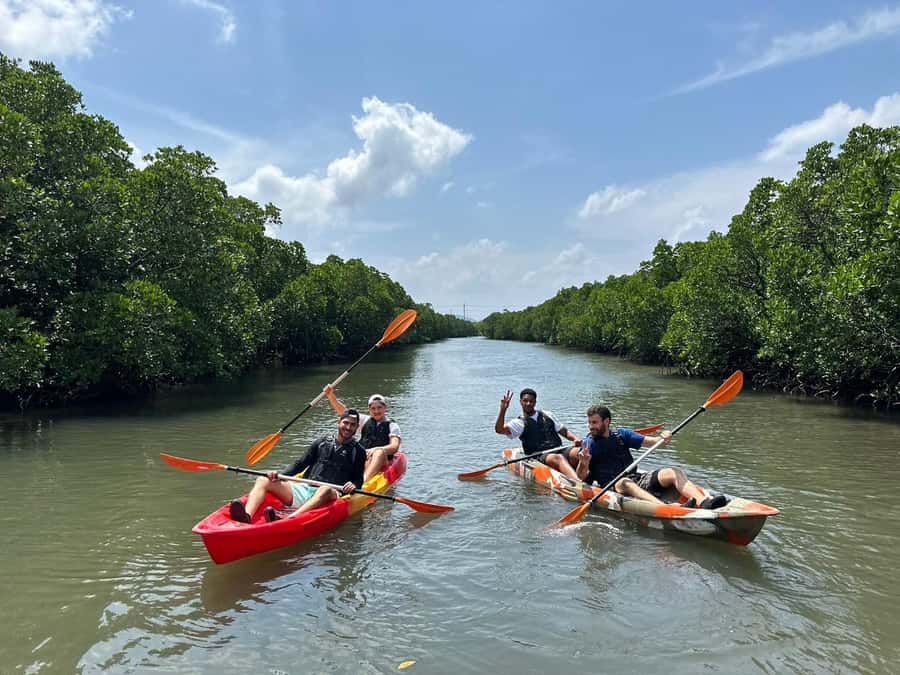 Iriomote island: Mangrove River SUP or Canoe Cruising Tour - What you learn from the guide (and why it feels worth it)