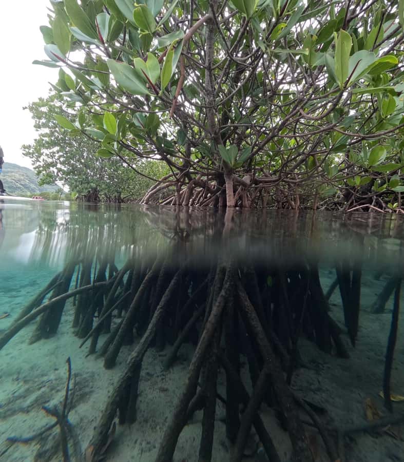 Iriomote island: Mangrove River SUP or Canoe Cruising Tour - Safety, tide, and weather reality checks