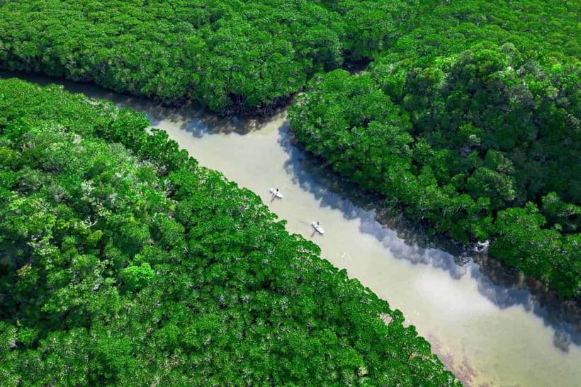 Ishigaki:Mangrove&Sea SUP/Kayak Tour with SLR&Drone footage - Key things to know before you go