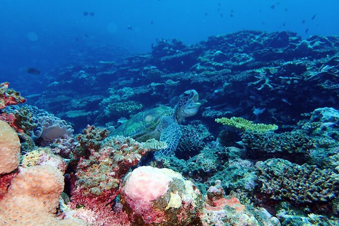 [Ishigaki]Mangrove SUP/Canoe + Blue Cave Snorkeling - Gear, safety rules, and comfort tips you’ll be glad you follow