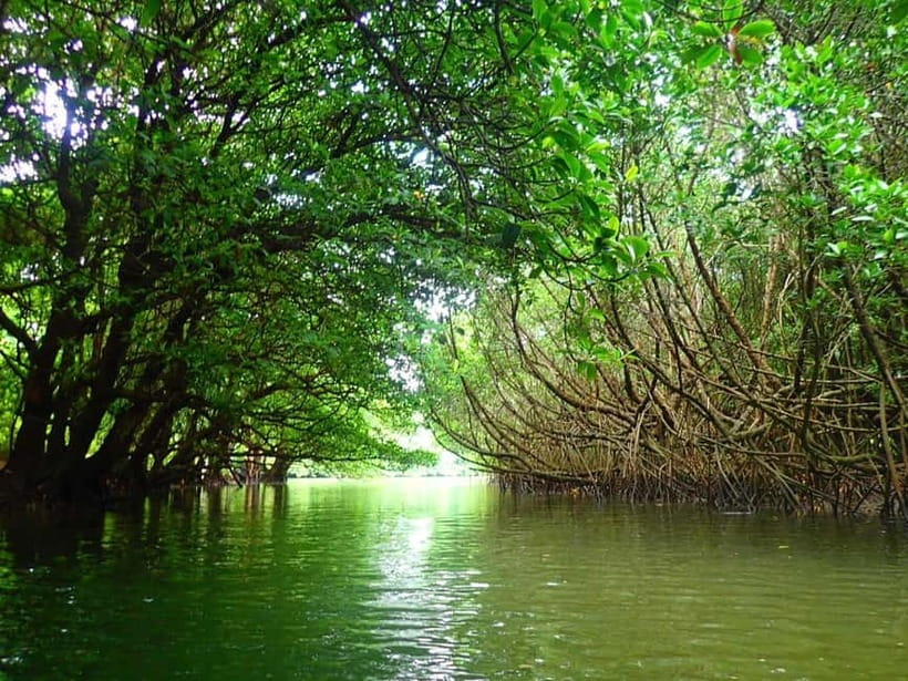 Ishigaki: Mangrove SUP or Canoe & Phantom Island Snorkeling - Mangroves and tide-shifting sands: what this 6-hour combo really feels like