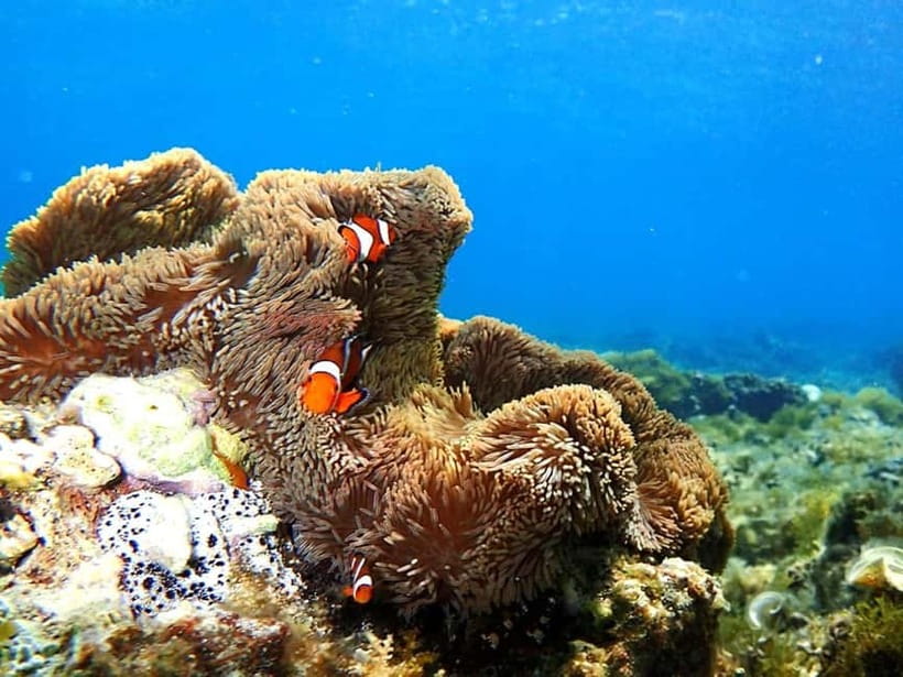Ishigaki: Mangrove SUP or Canoe & Phantom Island Snorkeling - Phantom Island snorkeling: tide-changing sand and real underwater watching