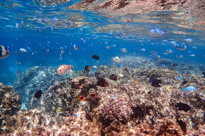 Ishigaki Mangrove SUP or Canoeing and Phantom Island Snorkeling - Eco-friendly style: what “sustainability-minded” means in your day plan