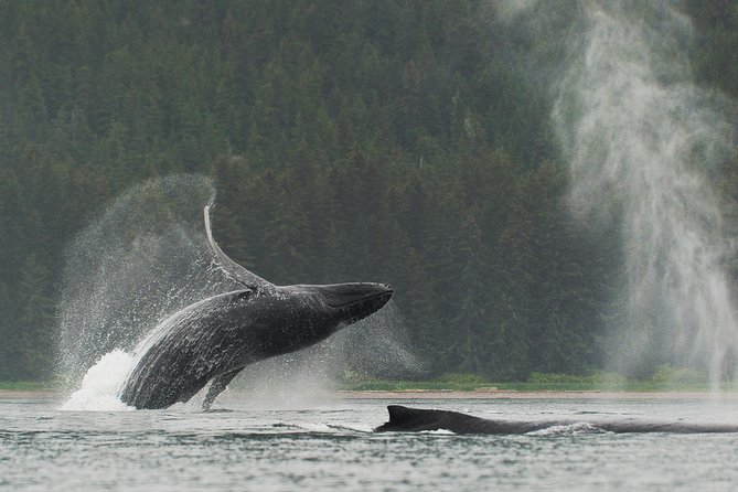 Juneau Shore Excursion: Paddle with Whales Kayak Adventure - Quick hits before you go