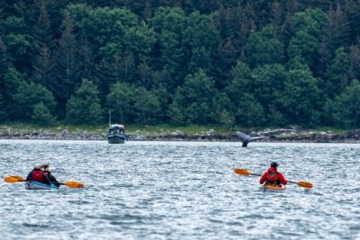 Juneau Shore Excursion: Paddle with Whales Kayak Adventure - How the Day Flows: From The C Sign to Auke Bay Harbor