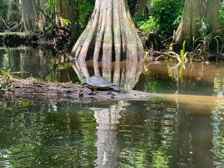 Jupiter: Wild and Scenic Loxahatchee River Kayak Tour - Why the Loxahatchee feels different from most Florida paddles