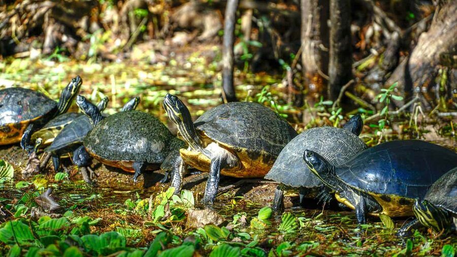 Jupiter: Wild and Scenic Loxahatchee River Kayak Tour - Wildlife spotting that actually feels realistic