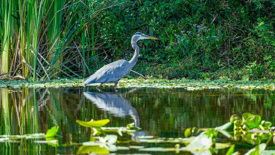Jupiter: Wild and Scenic Loxahatchee River Kayak Tour - What to bring so you stay comfy the whole time