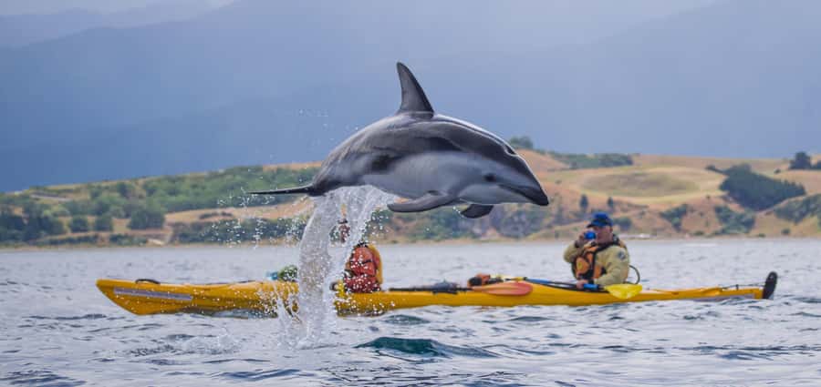 Kaikoura: Half-Day Wildlife Kayaking Tour - First steps in Kaikoura: gear, safety, and your quick kayak lesson