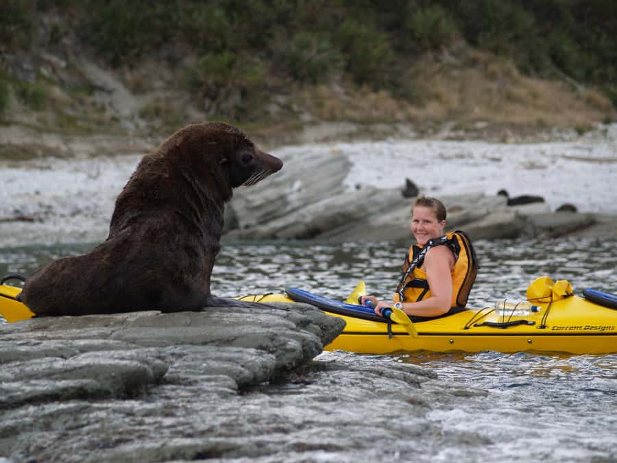 Kaikoura: Half-Day Wildlife Kayaking Tour - Kayaking the Kaikoura Peninsula: cliffs, rocks, and where wildlife shows up