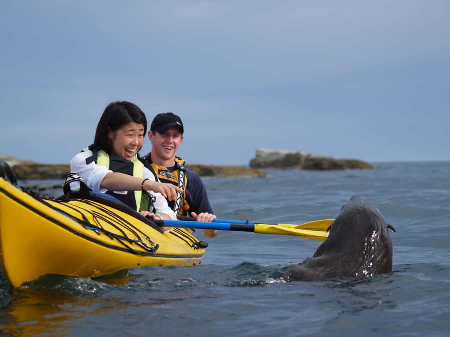 Kaikoura: Half-Day Wildlife Kayaking Tour - Dolphins and blue penguins: how to set expectations without feeling disappointed