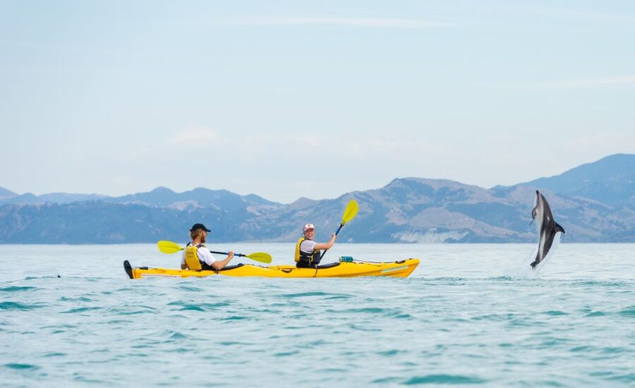 Kaikoura: Half-Day Wildlife Kayaking Tour - How the 3 hours works on the clock: safety, paddling time, and pacing