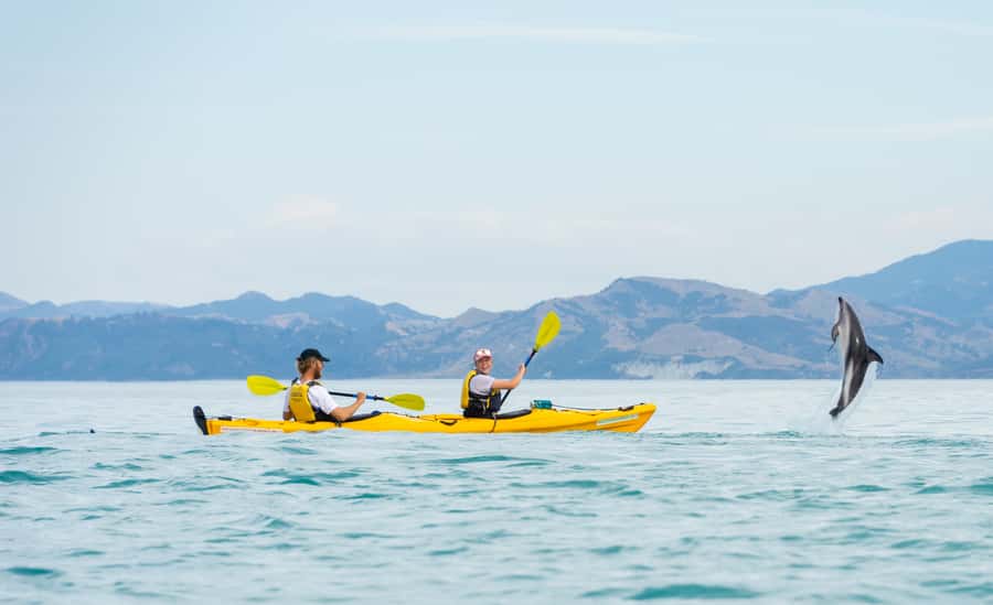Kaikoura: Half-Day Wildlife Kayaking Tour - What you should bring (and not bring): sandals, water, and no jeans