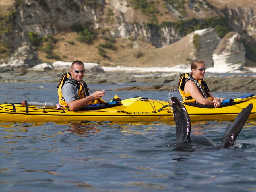 Kaikoura: Half-Day Wildlife Kayaking Tour - Who this tour is best for in Kaikoura