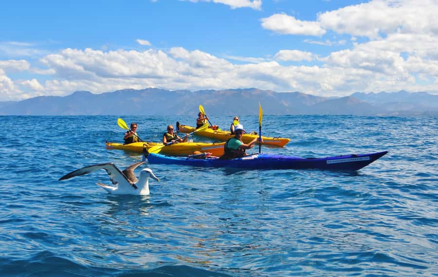 Kaikoura: Half-Day Wildlife Kayaking Tour - Should you book Kaikoura: Half-Day Wildlife Kayaking?