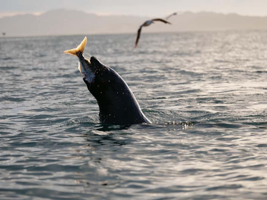 Kaikōura: Kayak Sunset Tour with Seal Sightings - Quick reasons this sunset seal kayak works