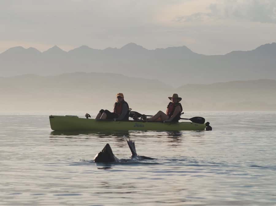Kaikōura: Kayak Sunset Tour with Seal Sightings - Two hours of hands-free kayaking: how the sunset unfolds