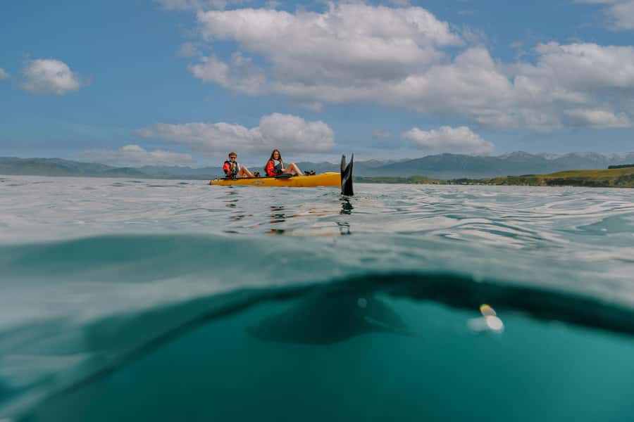 Kaikoura: Seal-Watching Pedal Kayak Tour - Key Things I’d Bet You’ll Care About