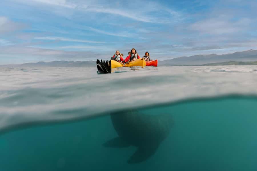 Kaikoura: Seal-Watching Pedal Kayak Tour - Why Kaikoura Wildlife Looks Different From a Pedal Kayak