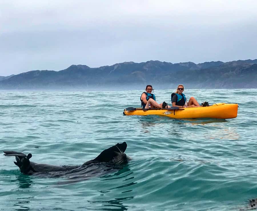 Kaikoura: Seal-Watching Pedal Kayak Tour - What the Guides Do Best (Including Photo Help)