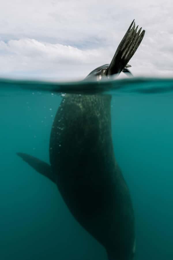 Kaikoura: Seal-Watching Pedal Kayak Tour - Price and Value: Why $83 Can Make Sense in Kaikoura