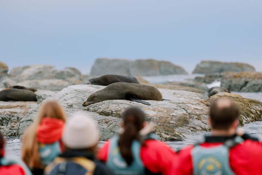 Kaikoura: Seal-Watching Pedal Kayak Tour - What to Bring (and the One Clothing Rule)