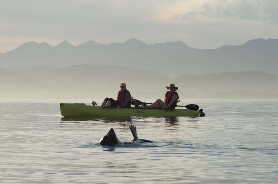 Kaikoura: Seal-Watching Pedal Kayak Tour - The Hobie Mirage Pedal Kayak: Hands-Free Control That Actually Helps
