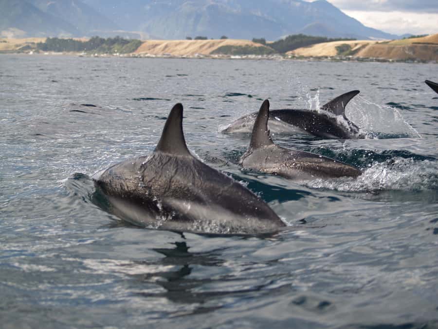 Kaikoura: Sunset Evening Kayaking Tour - Key things to know before you go