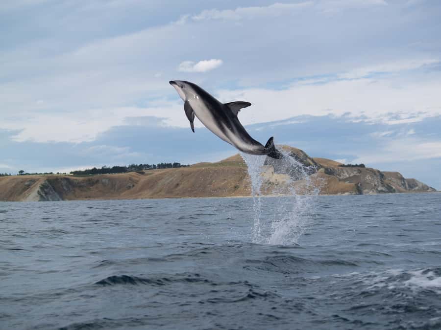 Kaikoura: Sunset Evening Kayaking Tour - What Happens During the 3 Hours (And Where You’ll Feel It)