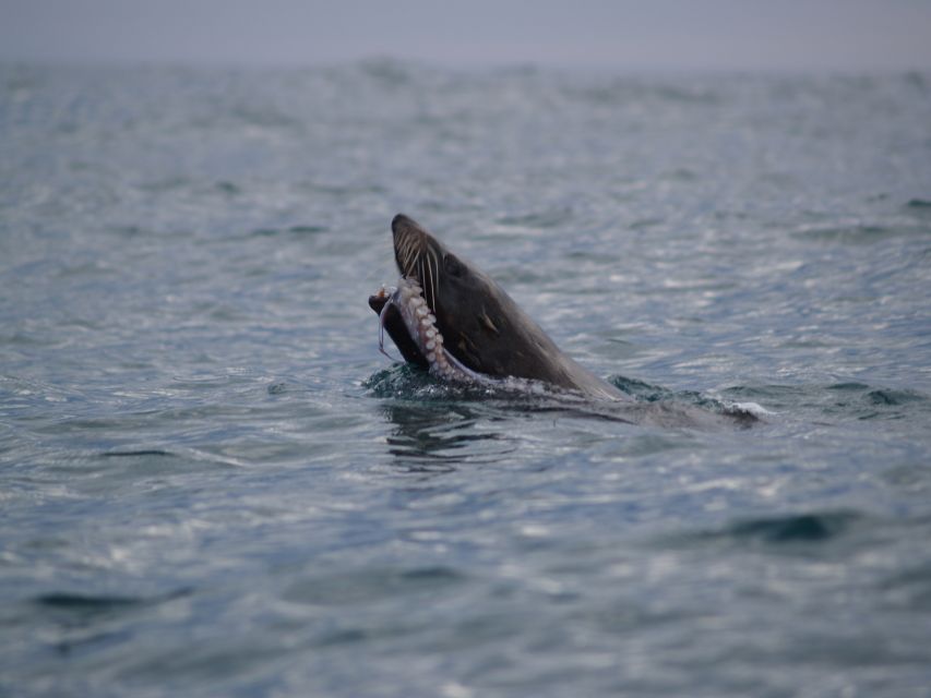 Kaikoura: Sunset Evening Kayaking Tour - Price and Logistics: Is $95 Good Value for This Particular Tour?