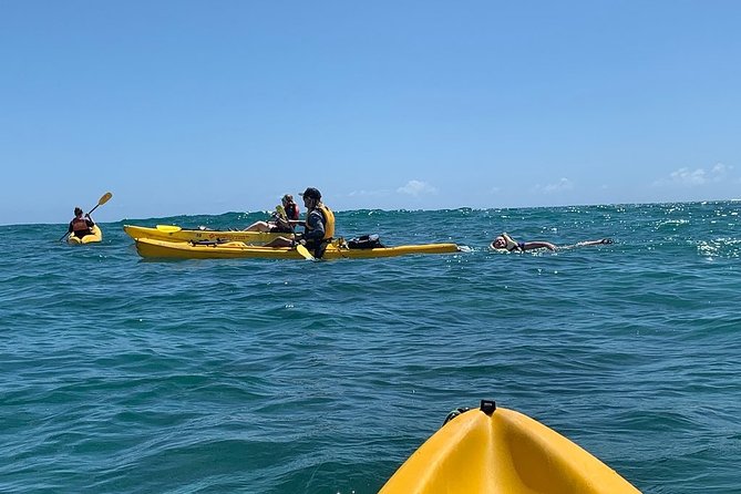Kailua 2-Hour Guided Kayaking Excursion, Oahu - Sea turtles, birds, and the type of “learning” that doesn’t feel forced
