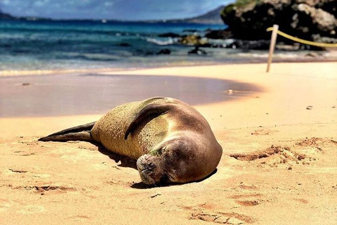 Kailua Bay, Oahu: Epic Kayak and Snorkel to Islands - Option choice: self-guided vs guided on open ocean
