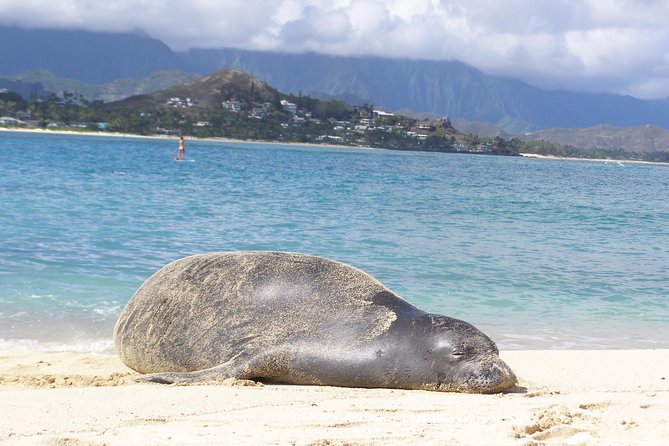Kailua Bay, Oahu: Epic Kayak and Snorkel to Islands - Snorkeling strategy: how to get the most from Lanikai and the islands