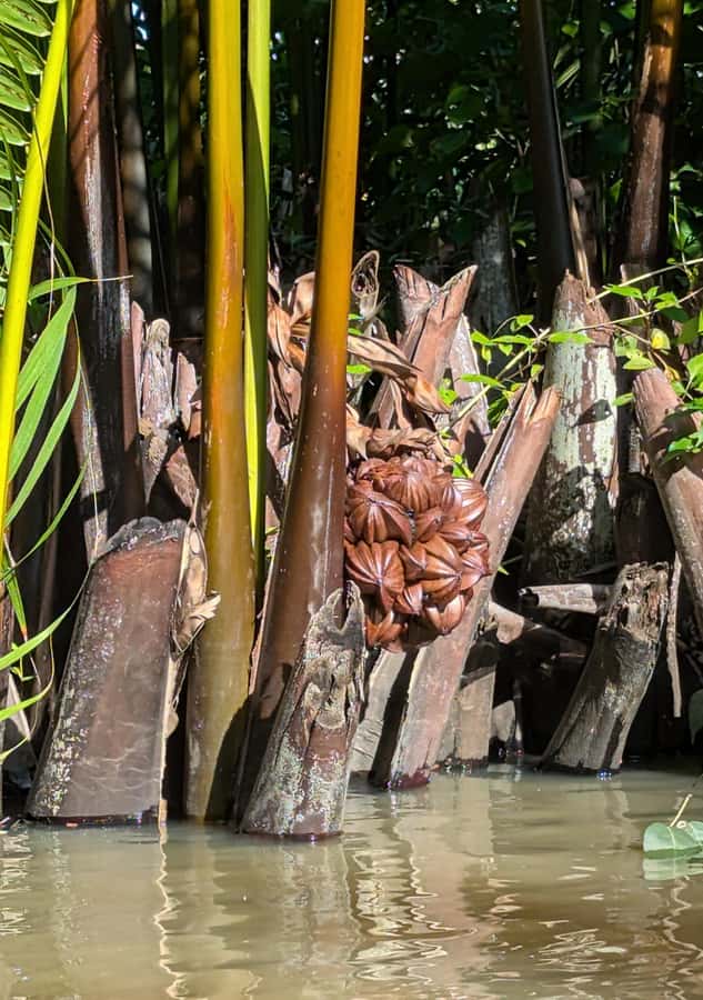 Kampot's Countryside & Kayak Tour, Pepper Farm include Lunch - Kayaking on the Kampot River at the Green Cathedral loop
