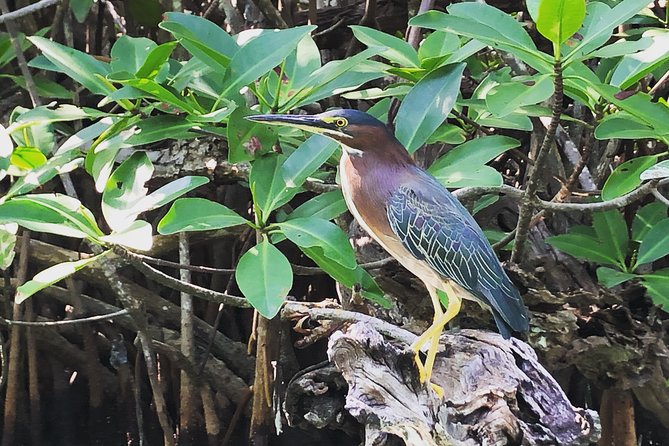 Kayak adventure through Laguna Nichupté in Cancun - Mangrove “Birth” Stories, Reef Links, and the Tunnel Feeling