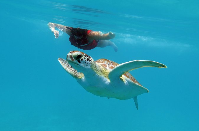 Kayak and Sea Turtle Snorkel with Beach Break - Snacks and lunch that keep you going