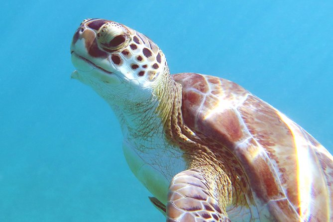Kayak and Sea Turtle Snorkel with Beach Break - Price and value: $139 for a full gear-and-instruction day