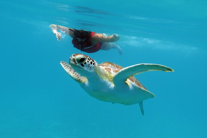 Kayak and Sea Turtle Snorkel with Beach Break - Photos, cash tips, and tiny planning tasks that save stress