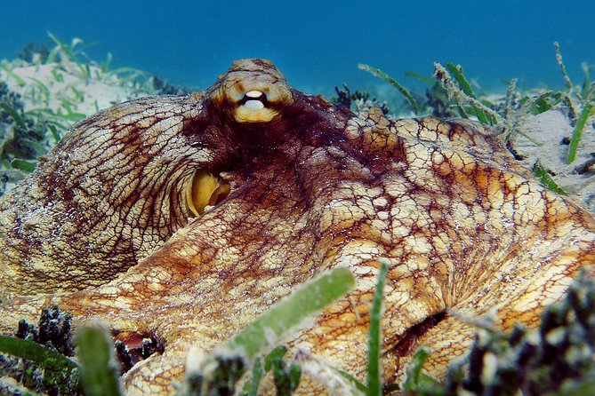 Kayak and Sea Turtle Snorkel with Beach Break - The beach kayak lesson: where first-timers feel confident